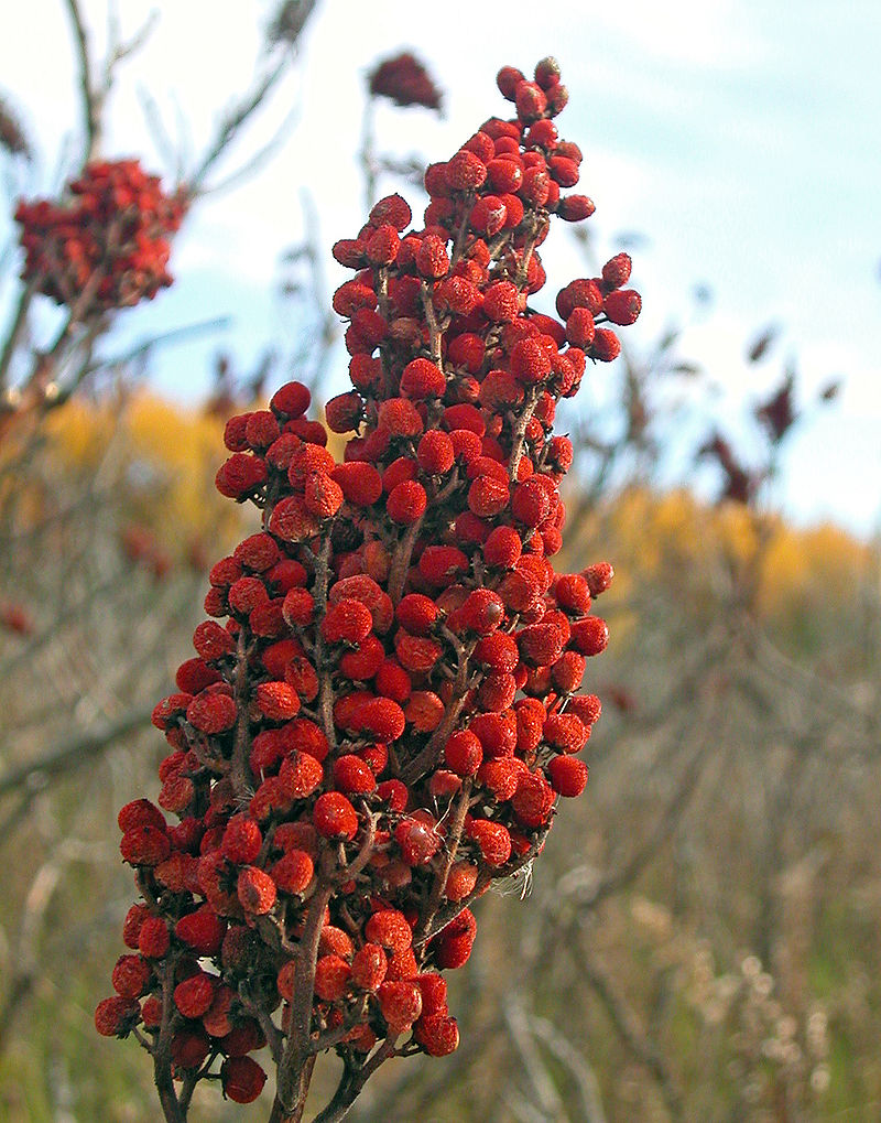 Sumac Turkish Sumac 110 gr