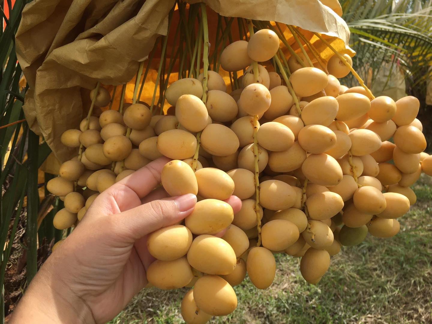 Hạt giống cây chà là Israel- 1 gói 5 hạt ( nảy mầm tốt )