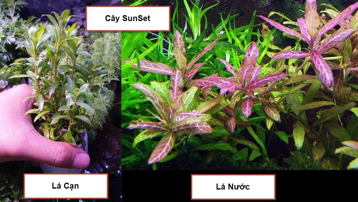 [Hoàn Tiền 10%] Cây Thủy Sinh: SunSet