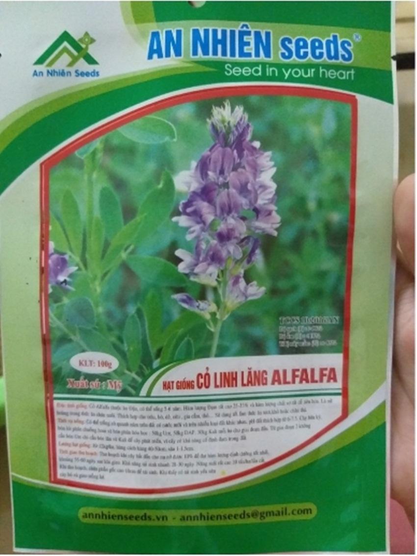 Hạt giống cỏ linh lăng Alfalfa