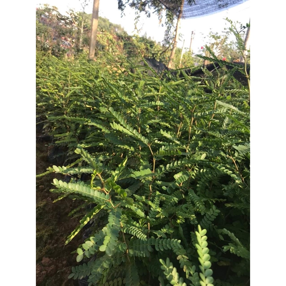Cây Giống Bồ Kết (sản phẩm có bảo hành)