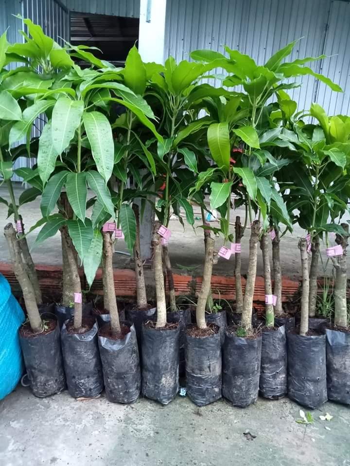 Cây giống xoài cát hòa lộc (trồng chậu siêu sớm )