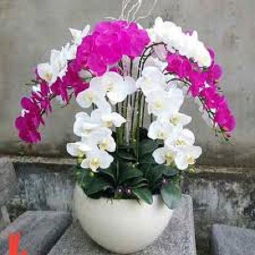 cây hoa lan hồ điệp