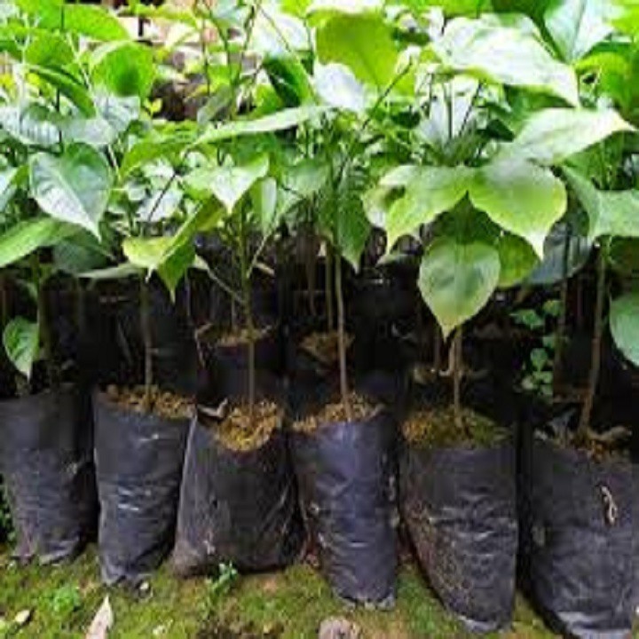 CÂY GIỐNG CÂY HÚNG VỊT