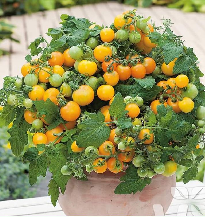 Combo 5 gói cà chua các loại - ( cà chua đen - lùn đỏ vàng - cà chua bi dây đỏ - cà chua socola )