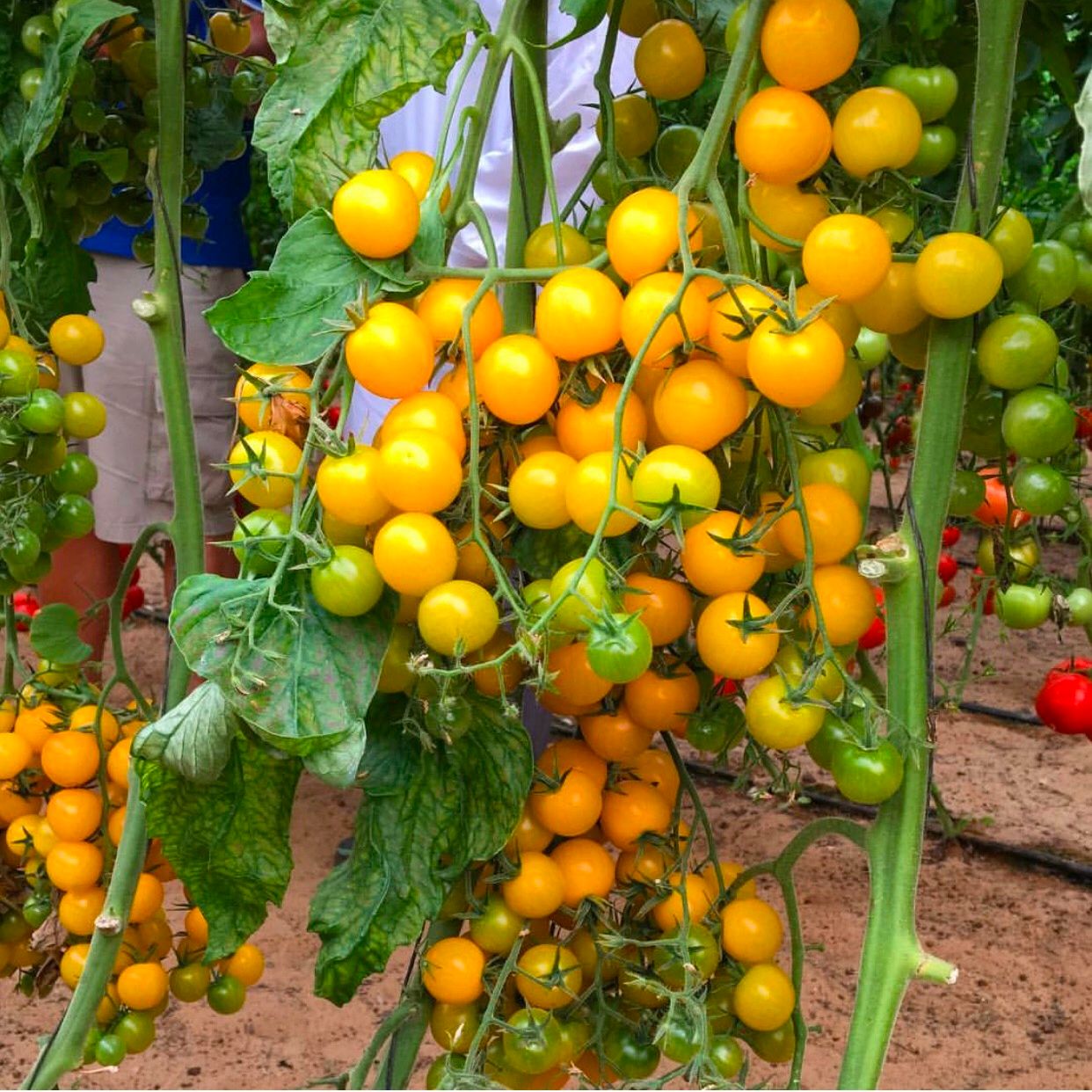 [HCM]20 Hạt giống cà chua cherry vàng siêu trái dễ trồng