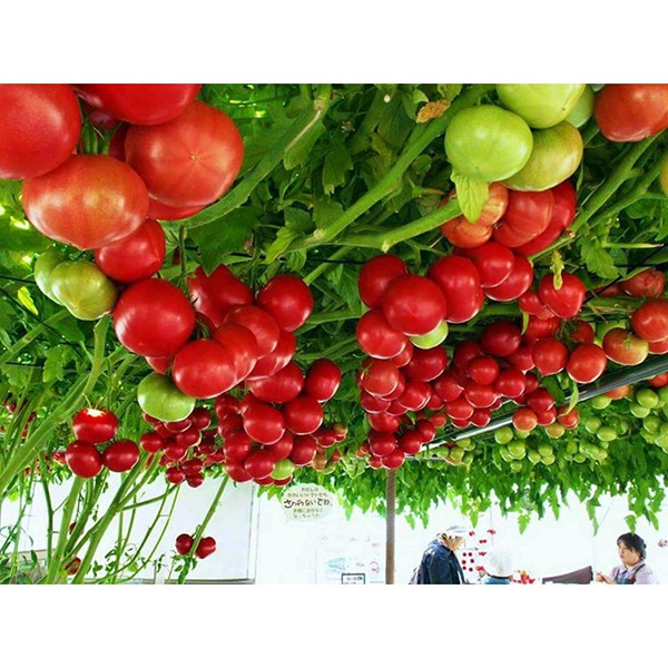 Hạt giống Cà Chua Leo Giàn(cà chua bạch tuộc) F1