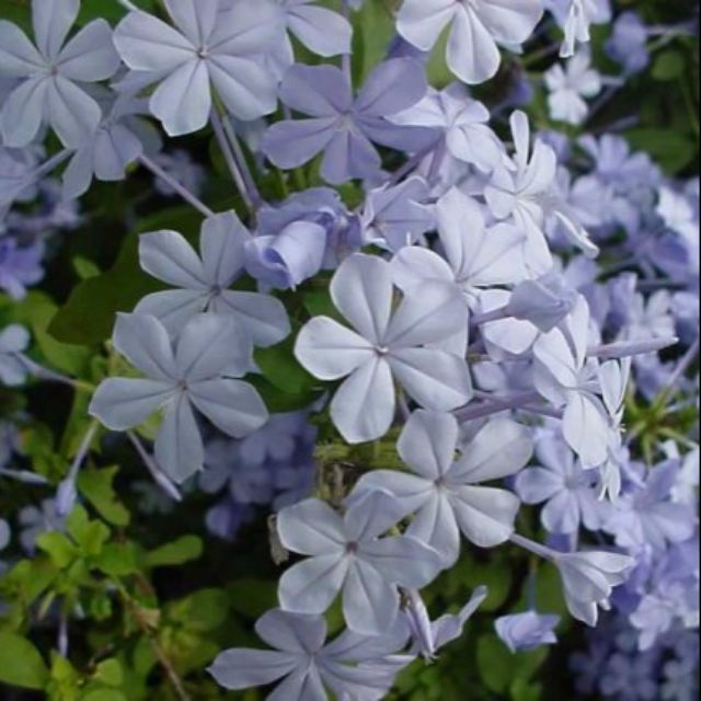 Chậu cây thanh xà - Plumbago auriculate