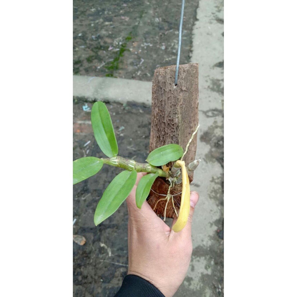 Hoa Phong Lan Trầm 6 Mắt Hàng Ươm Kie