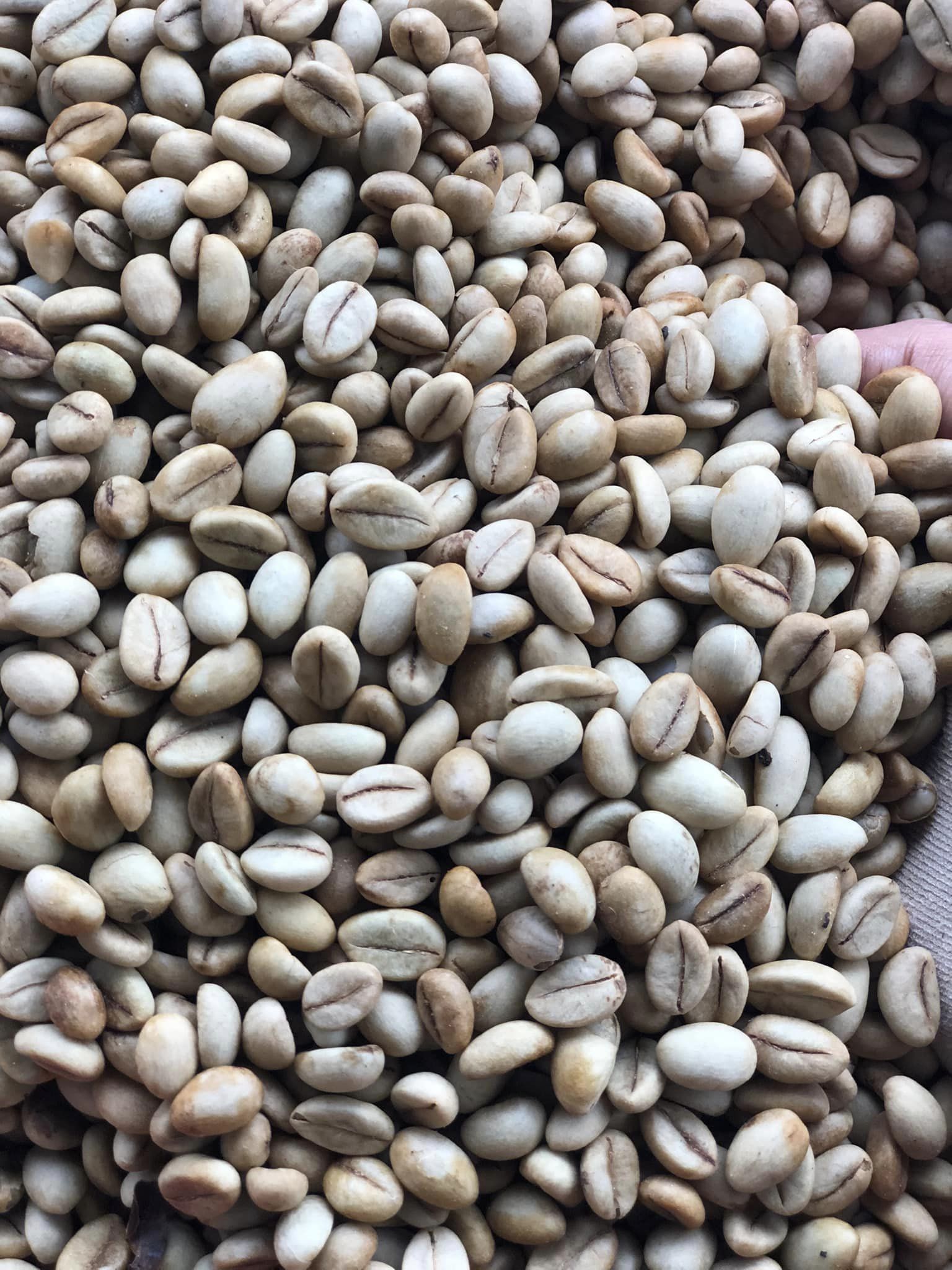 500gram hạt giống cà phê lá xoài
