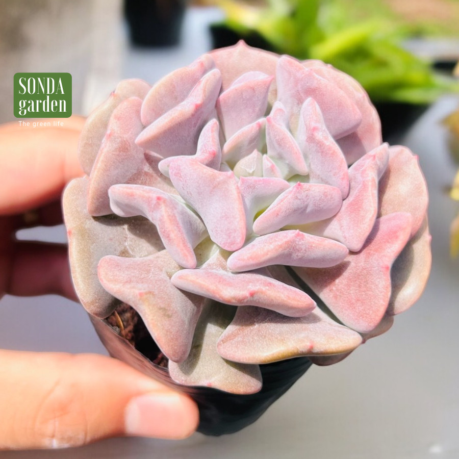SEN ĐÁ CÚC TÍM SIZE BÉ SIÊU KHOẺ ĐẸP LỖI 1 ĐỔI 1