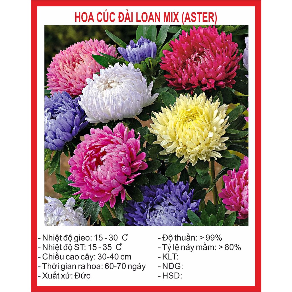 Hạt giống hoa Cúc Đài Loan ~200 Hạt