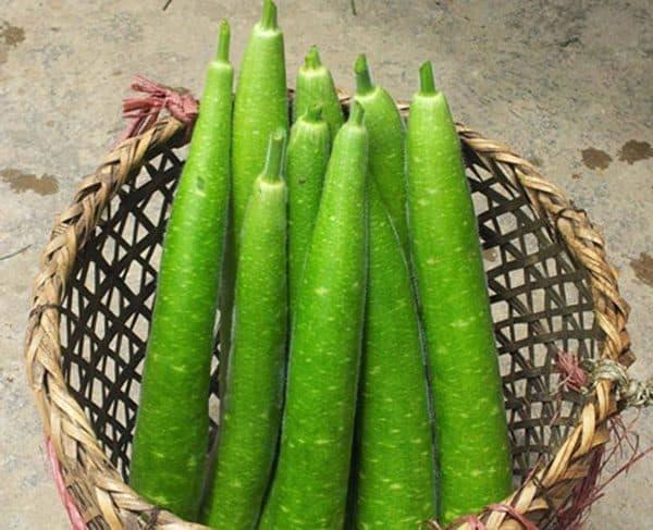 Hạt giống bầu sao trái dài cao sản