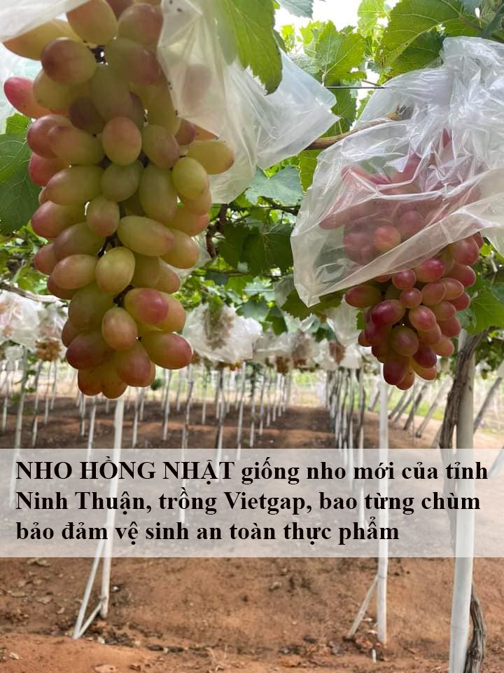Nước Nho Hồng Nhật Lên Men (Vang Nho Hồng Nhật) 500ml & 750ml