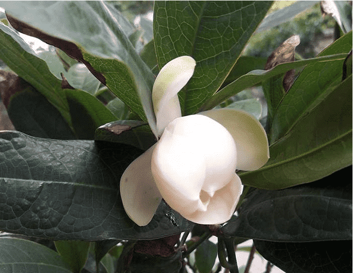 BÀU CÂY GIỐNG HOA DẠ HỢP (DẠ HỢP HƯƠNG)
