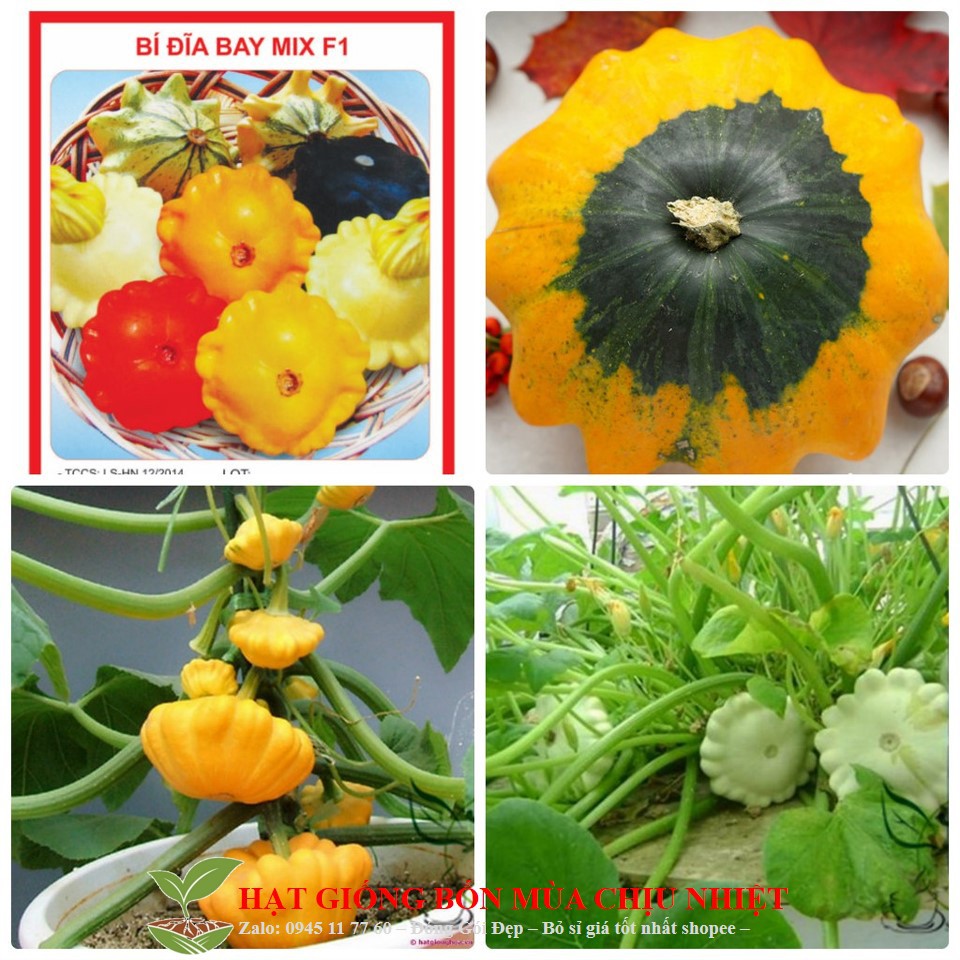 144A Hạt Giống Bí Đĩa Bay - 10 Hạt