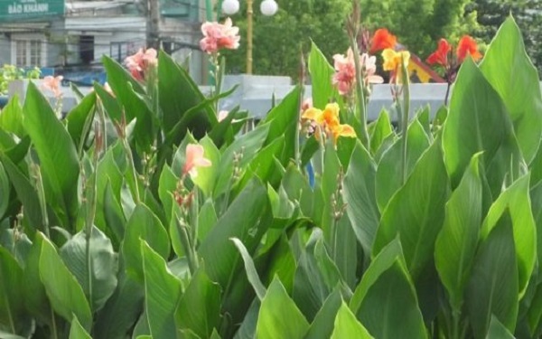 3 củ hoa chuối nước  3 màu ( vàng, hồng,đỏ)