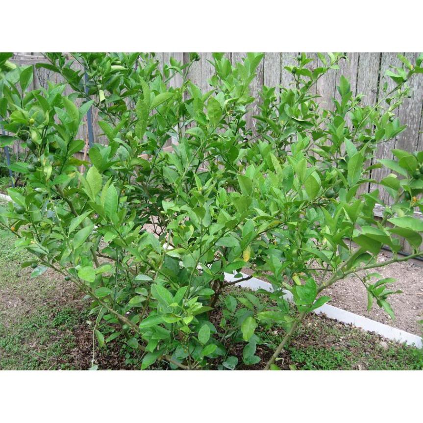 Chanh ăn lá - Cây trong bầu khỏe mạnh (tặng 2 cây quế giống)