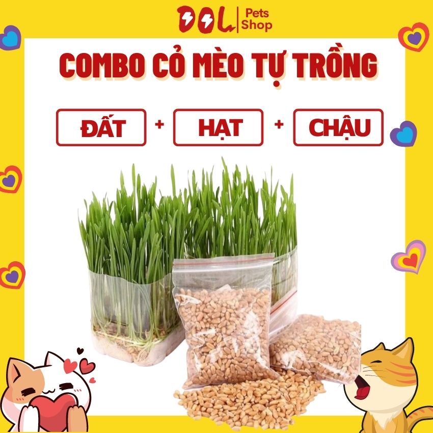 Bộ kit trồng cỏ mèo gồm hạt giống cỏ mèo + đất + chậu