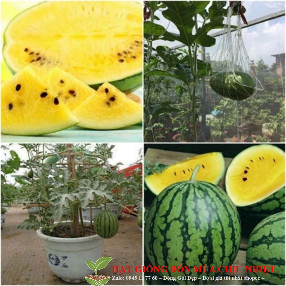 MJ120 Gói 10 hạt giống dưa hấu ruột vàng siêu ngọt