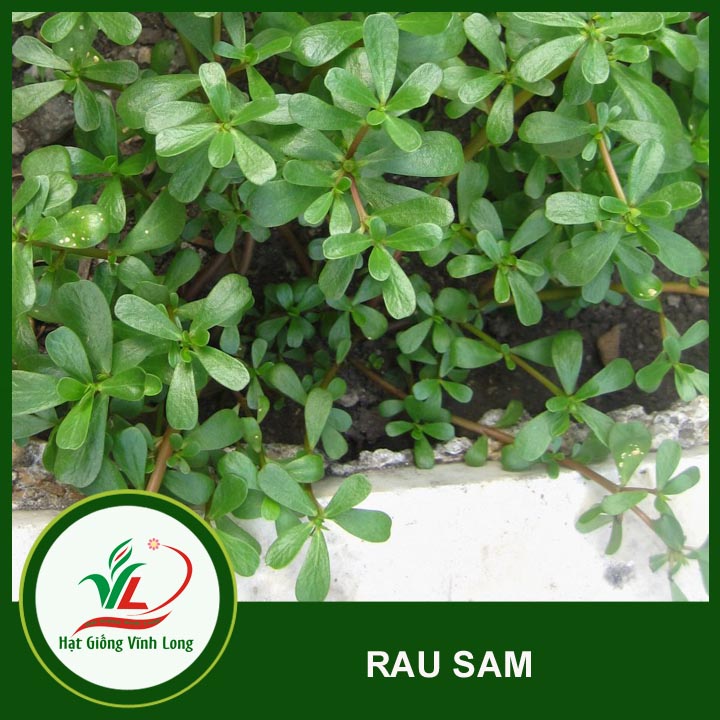 Hạt giống Rau sam - 1g