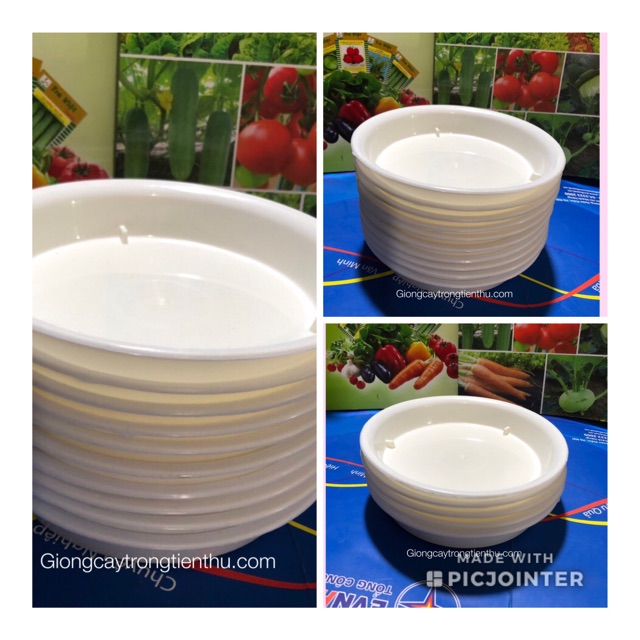 ĐĨA LÓT CHẬU CÂY CẢNH PHI 15