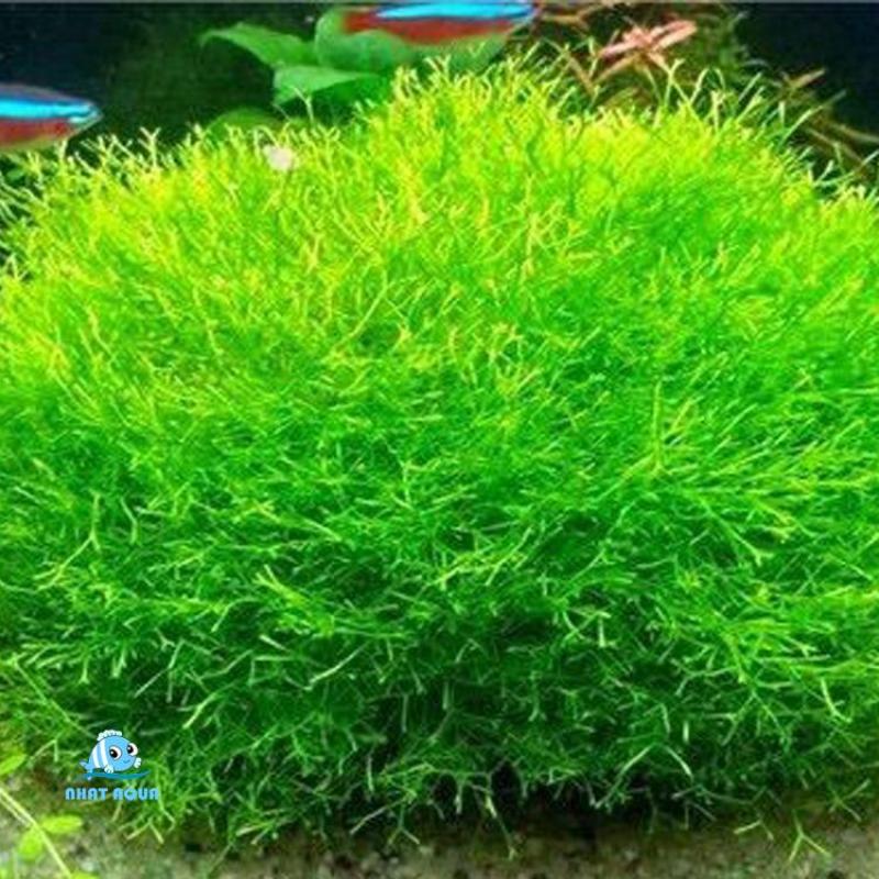 Cây thủy sinh Rêu Riccia - Riccia Moss