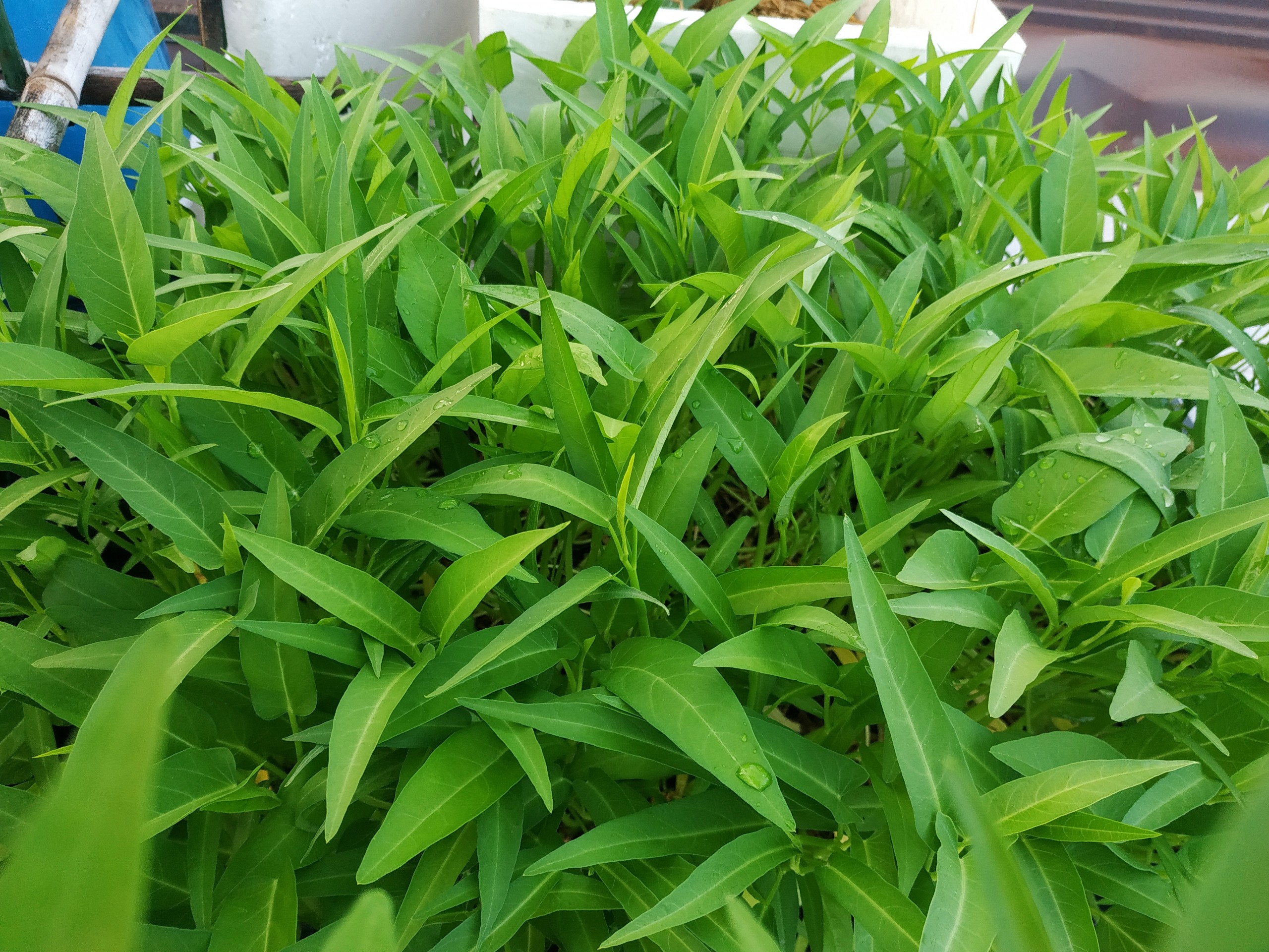 Hạt giống rau muống lá lớn