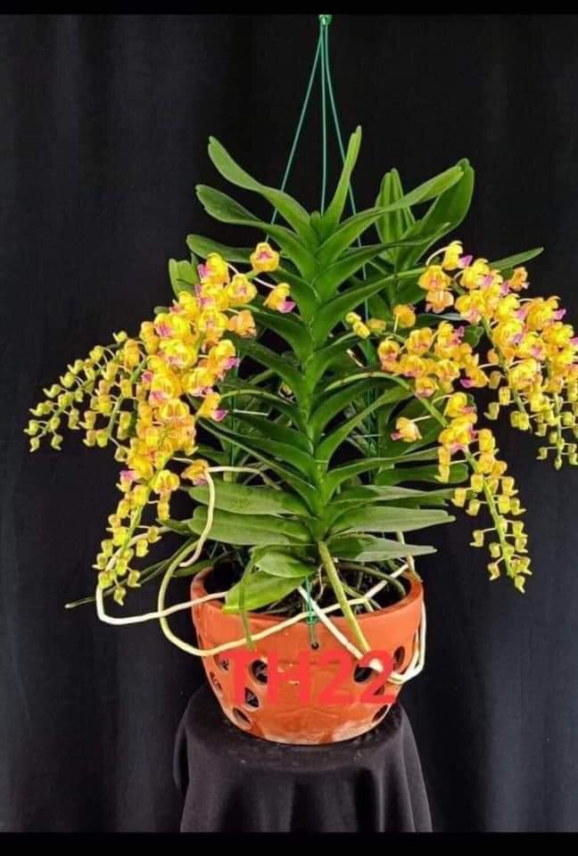 HOA LAN NHẠN GIỐNG THÁNG 4