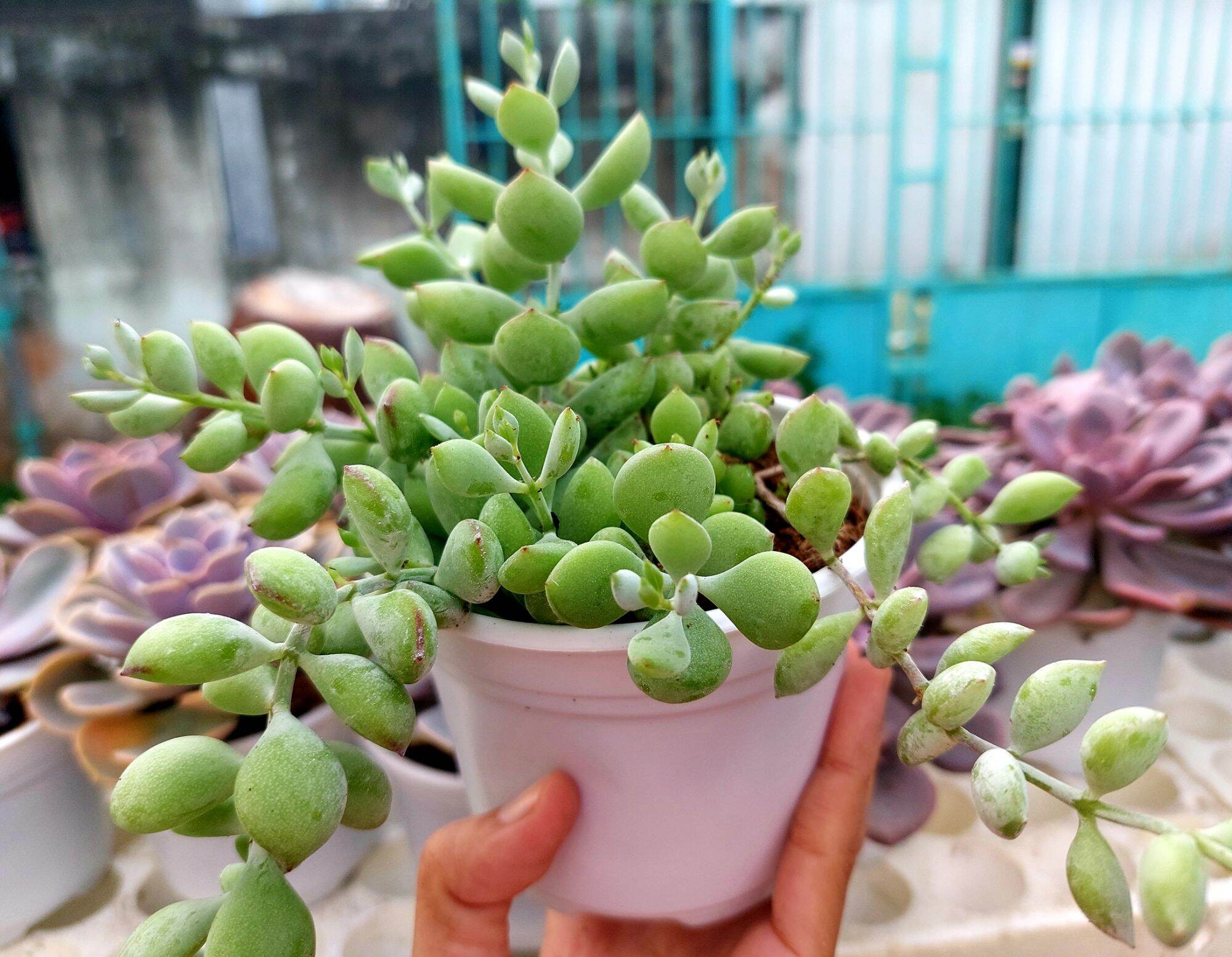 Sen đá HẠT LỰU size trung