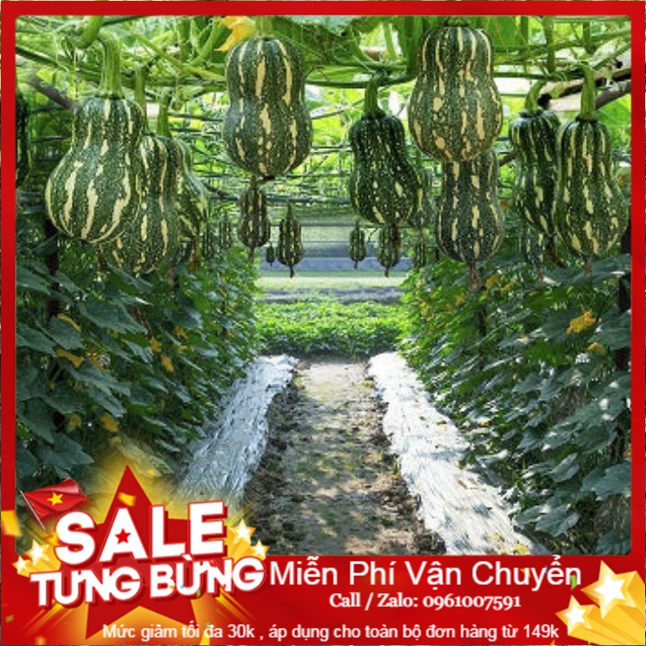 Hạt Giống Bí Hạt Đậu - 10 Hạt