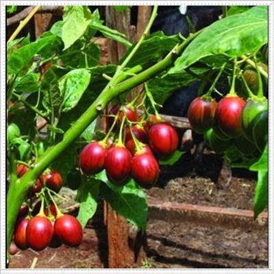 "Gói 10 Hạt " Hạt giống cà chua thân gỗ tamarillo