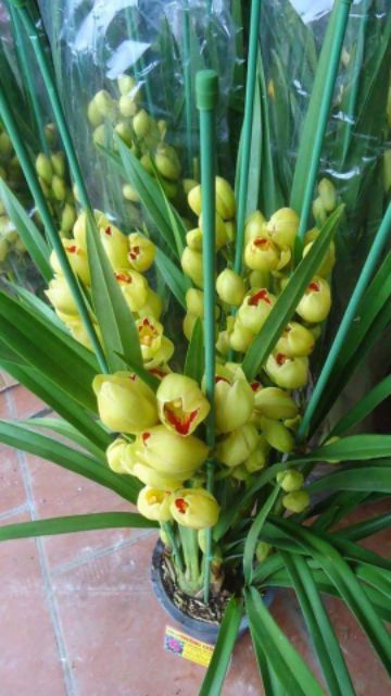 Củ hoa địa lan sato