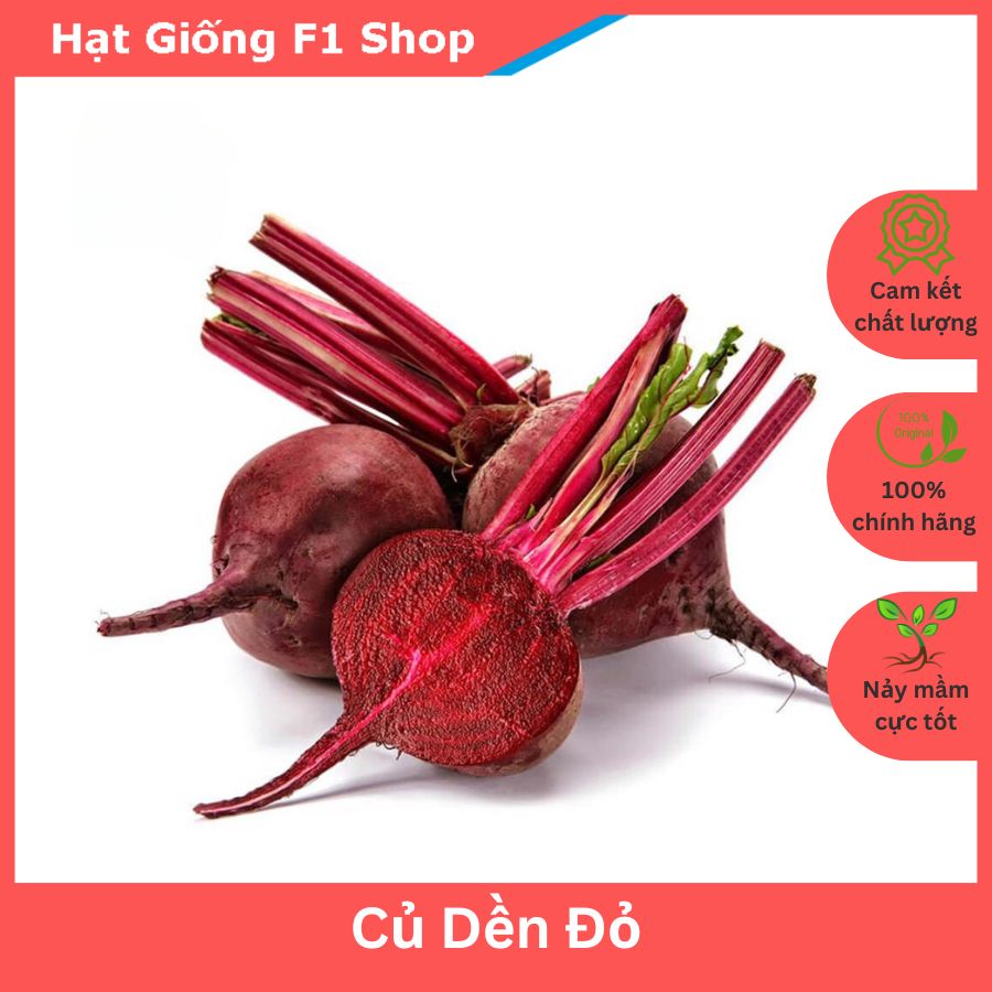 Hạt Giống Củ Dền Đỏ Lớn Củ Ăn Ngon