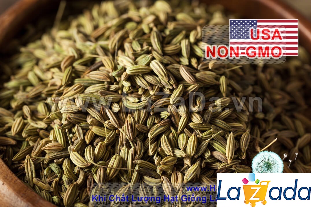 0.5GR 60.HAT Hạt Giống Cam Thảo (KL| C26*X43*M239)