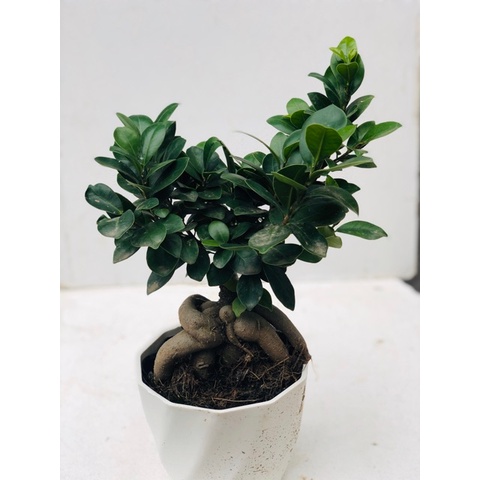 Cây bonsai si nhật- bonsaimini.