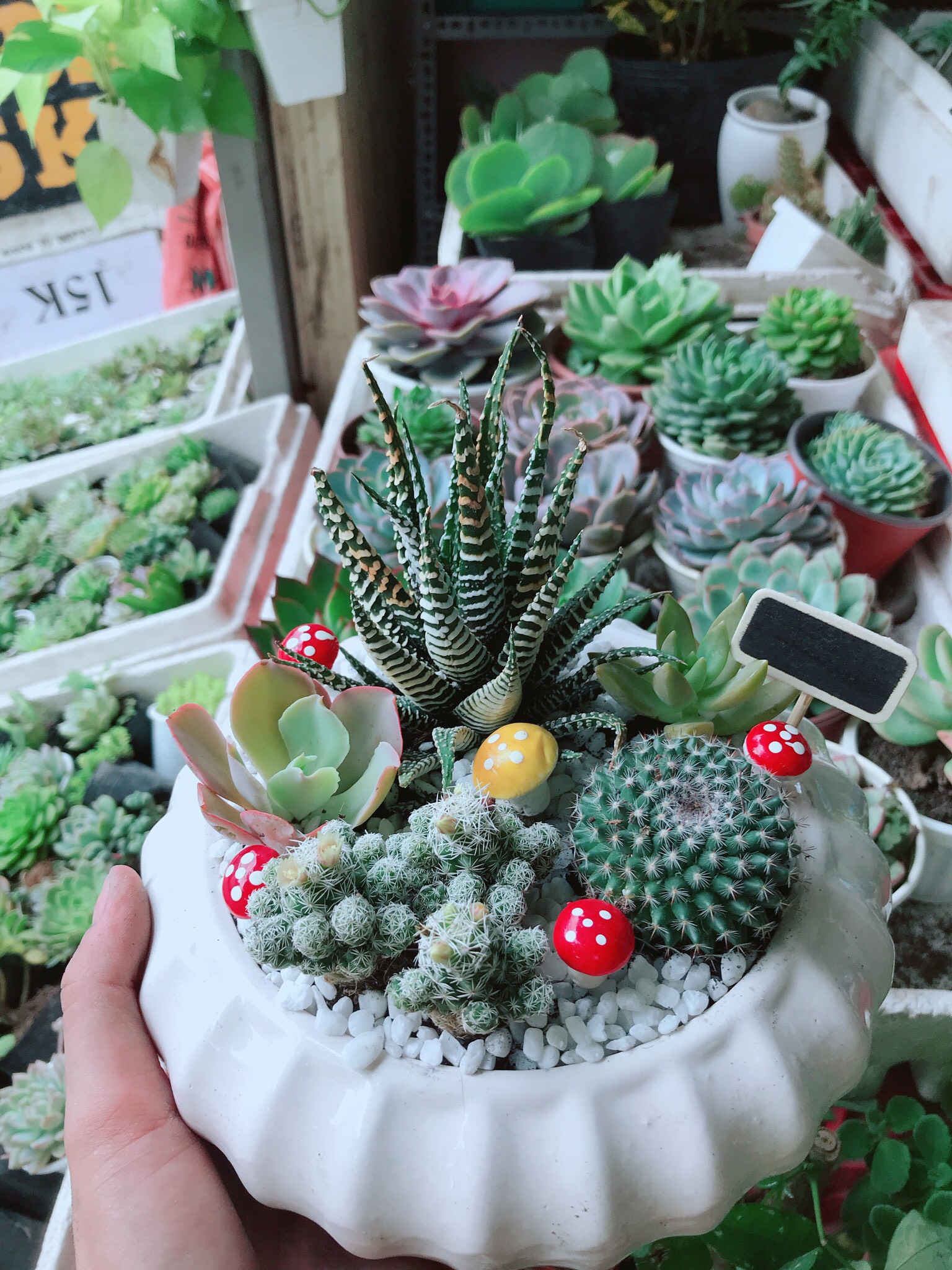 Chậu Xương Rồng Mix