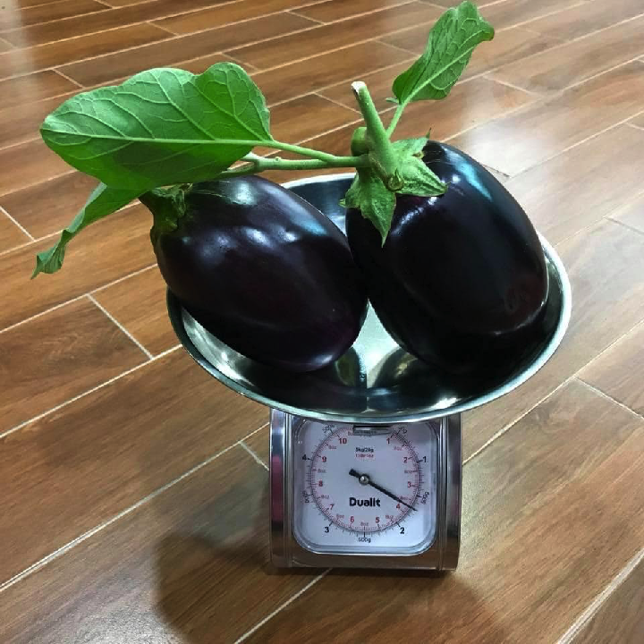 [Hạt giống Nhật Bản] Gói 10 hạt giống cà tím Nhật Bản Kuro