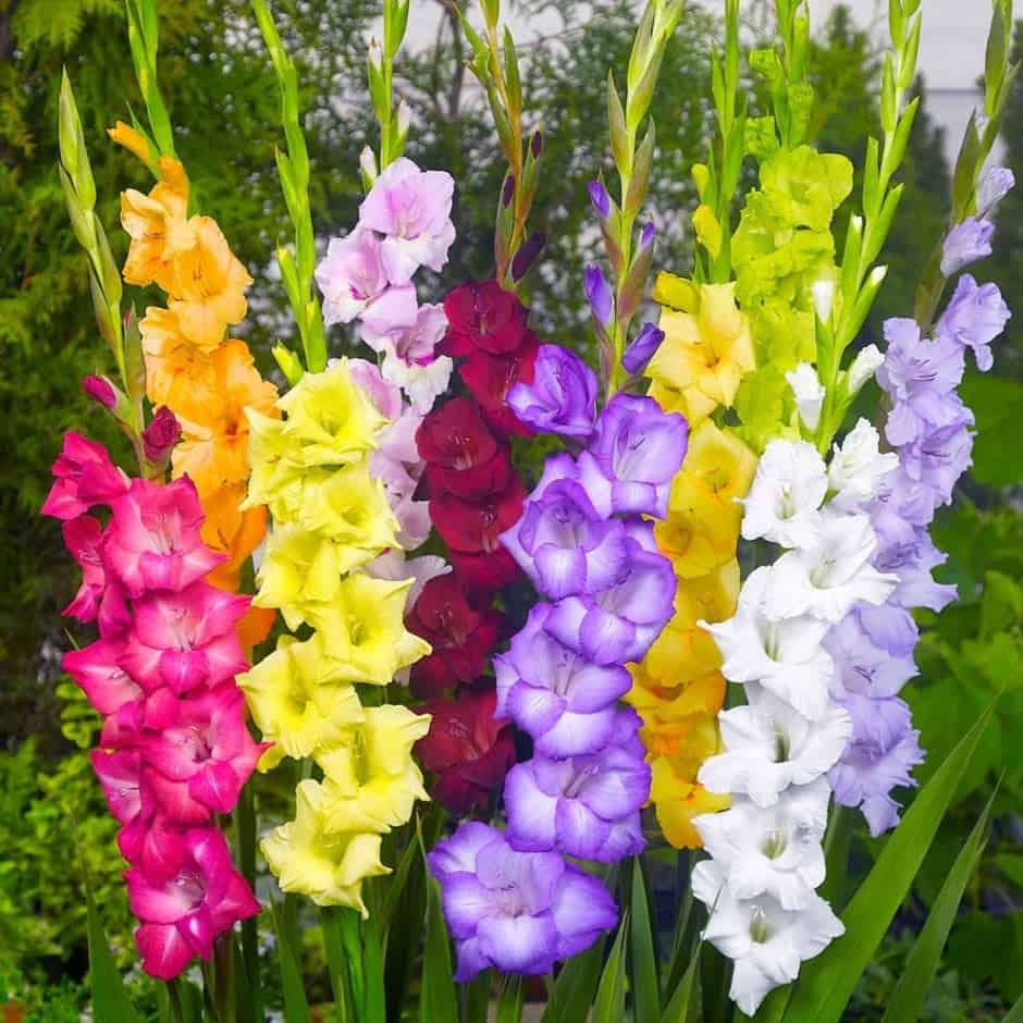 Combo 10 củ giống hoa lay ơn nhiều màu - chhg