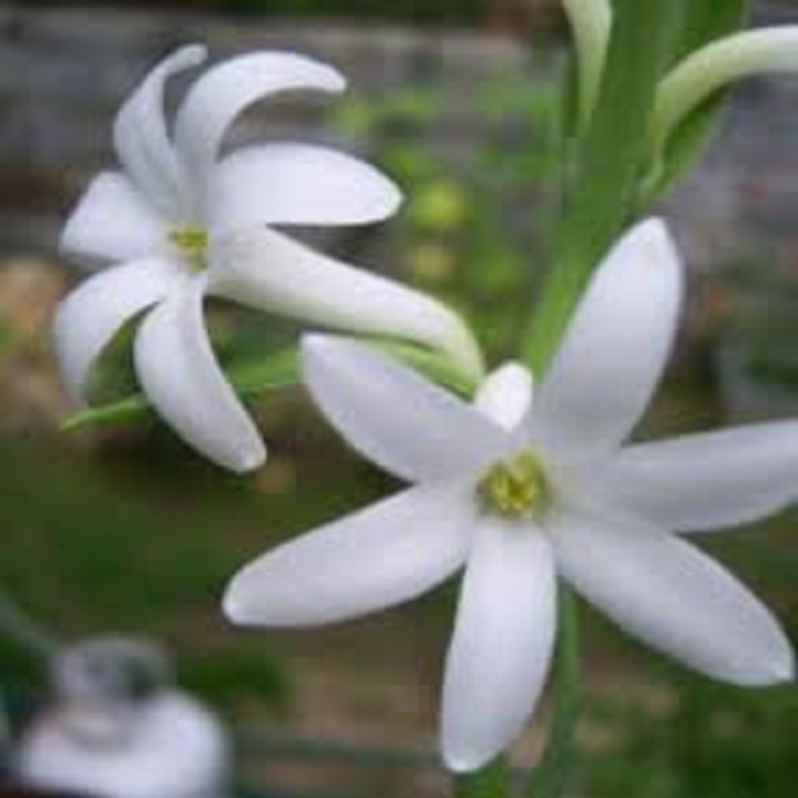 CỦ HOA GIỐNG HOA HUỆ TA TRẮNG THƠM (HOA DẠ LAI HƯƠNG) - CGHHTT