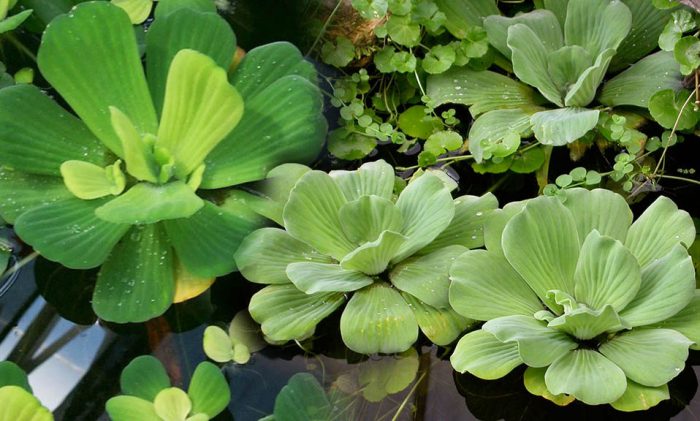 bèo cái lơn to đại (bèo tai tượng) thủy sinh