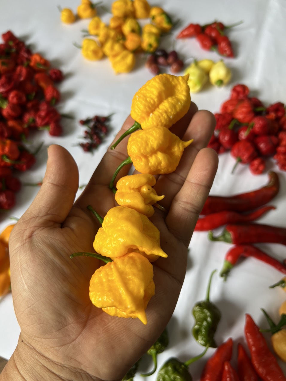 Quả Ớt Tươi Carolina Reaper Yellow