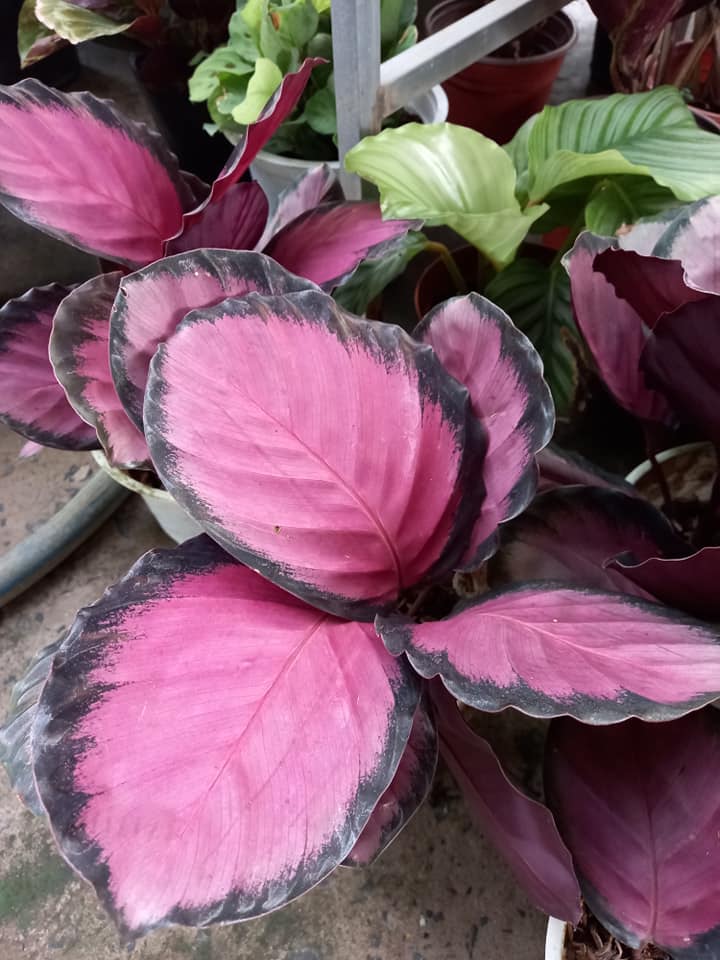 Cây Đuôi Công Đỏ