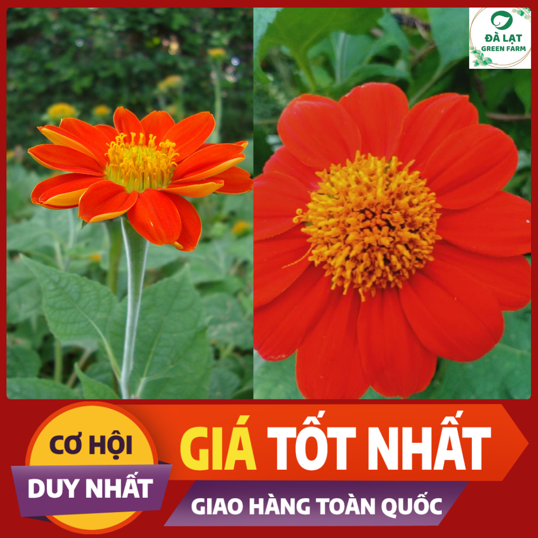 🍀50H_HẠT GIỐNG HOA CÚC SƠN QUỲ/DÃ QUỲ ĐỎ🍀