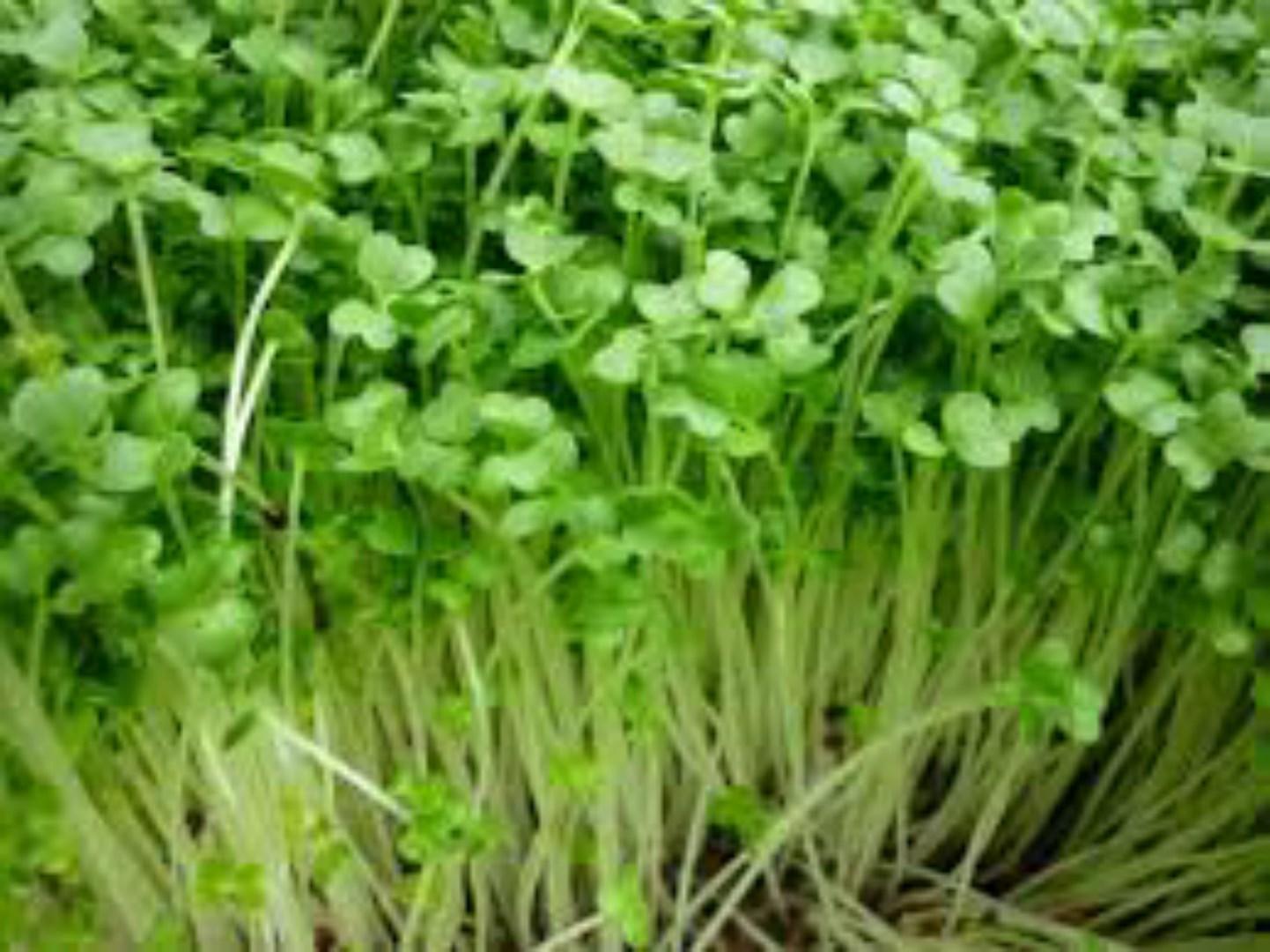 Bộ gói hạt giống ánh dương