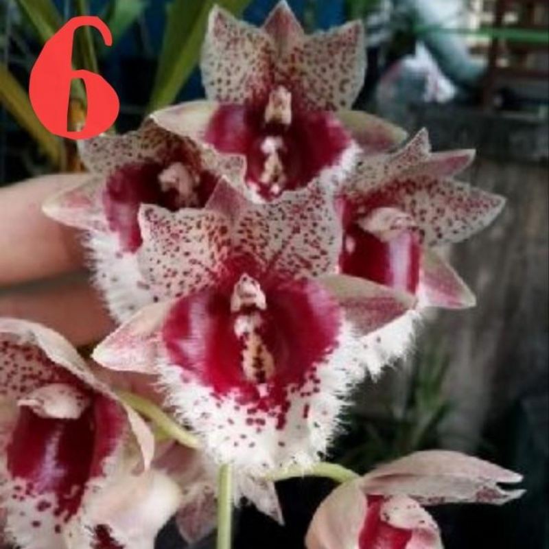 HOA LAN THIÊN NGA GIỐNG