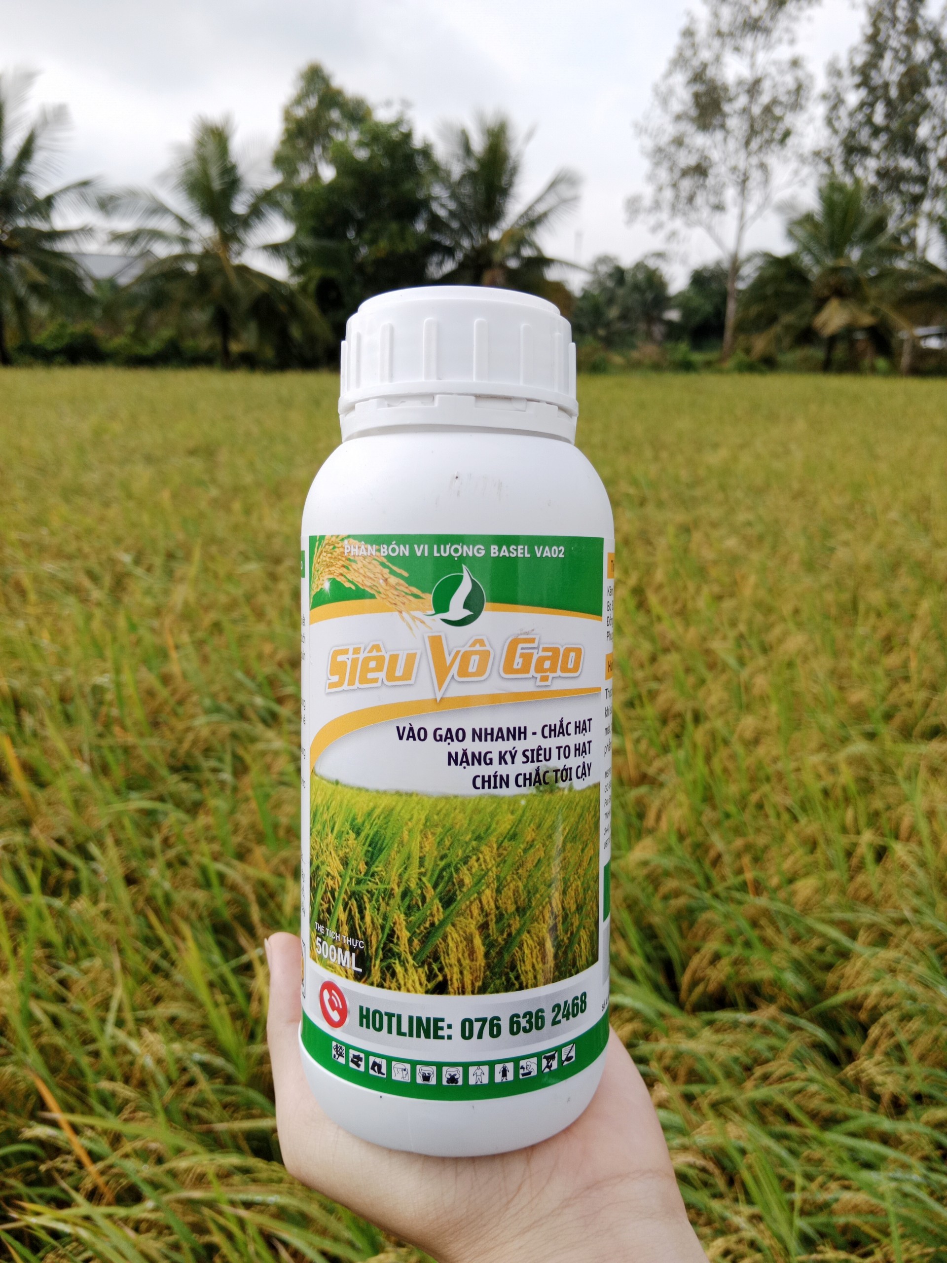 PHÂN BÓN SIÊU VÔ GẠO (CHAI 500ML) - giúp lúa trổ thoát đồng, vô gạo nhanh