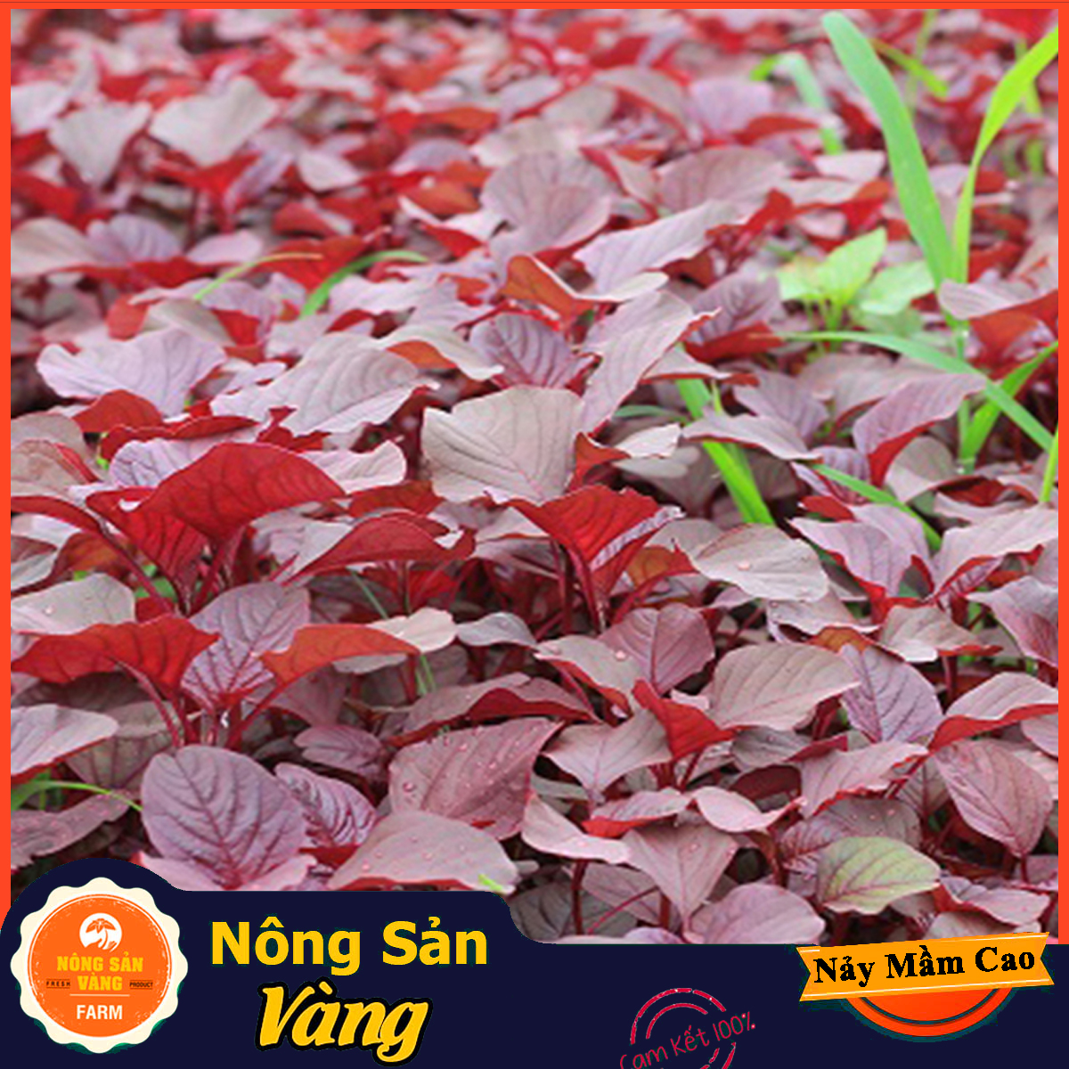 A lot of popular health nutrition sweet-taste red beetroot seed -shallow yellow