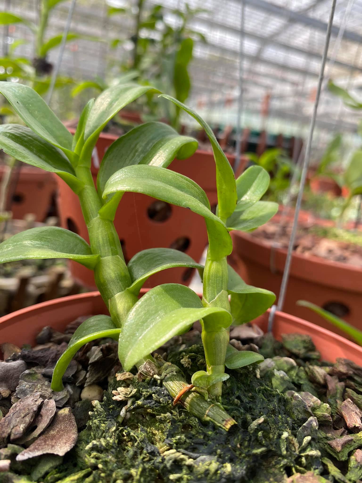 Hoa phong lan phi điệp 5ct phú thọ