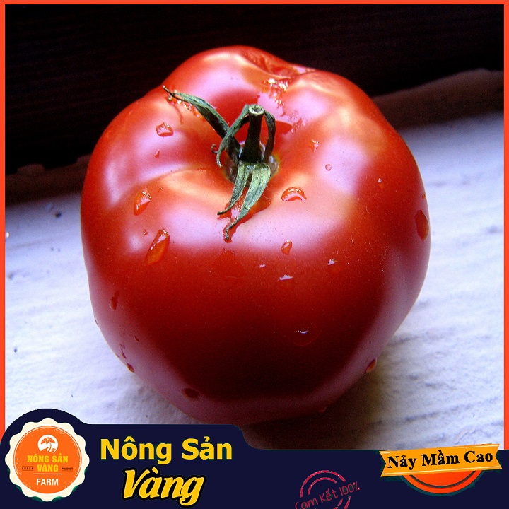 Hạt giống Cà Chua Đỏ Quả To, Quả Cà Chua Màu Đỏ Tươi Đẹp Mắt Kích Thước To Hơn Cà Chua Thông Thường (Gói 50 Hạt) - Nông Sản Vàng